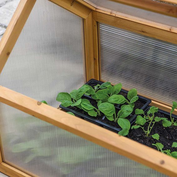 Garden Grow Wooden Cold Frame